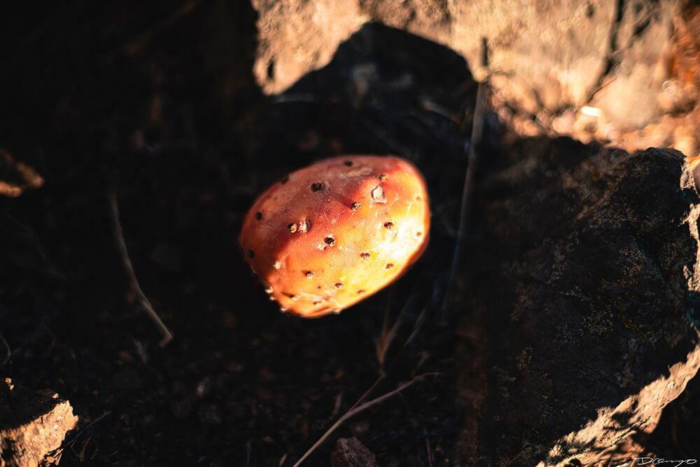 Floral, natural, and textural photos from my travels in the Bay Area in California, and more.